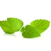 Zitronenmelisse pur ätherisches Öl bio Zitronenmelisse pur ätherisches Öl bio